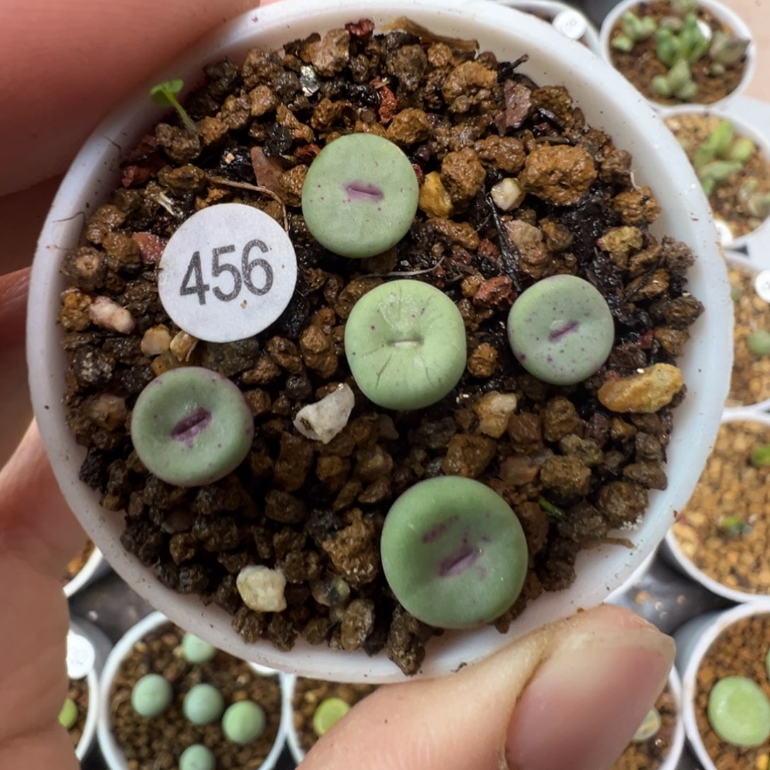 ts427嘴一颗脱土45600000