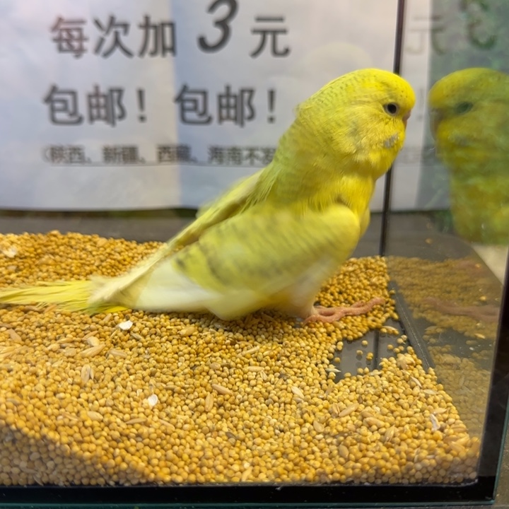 虎皮鹦鹉大头虎皮鹦鹉