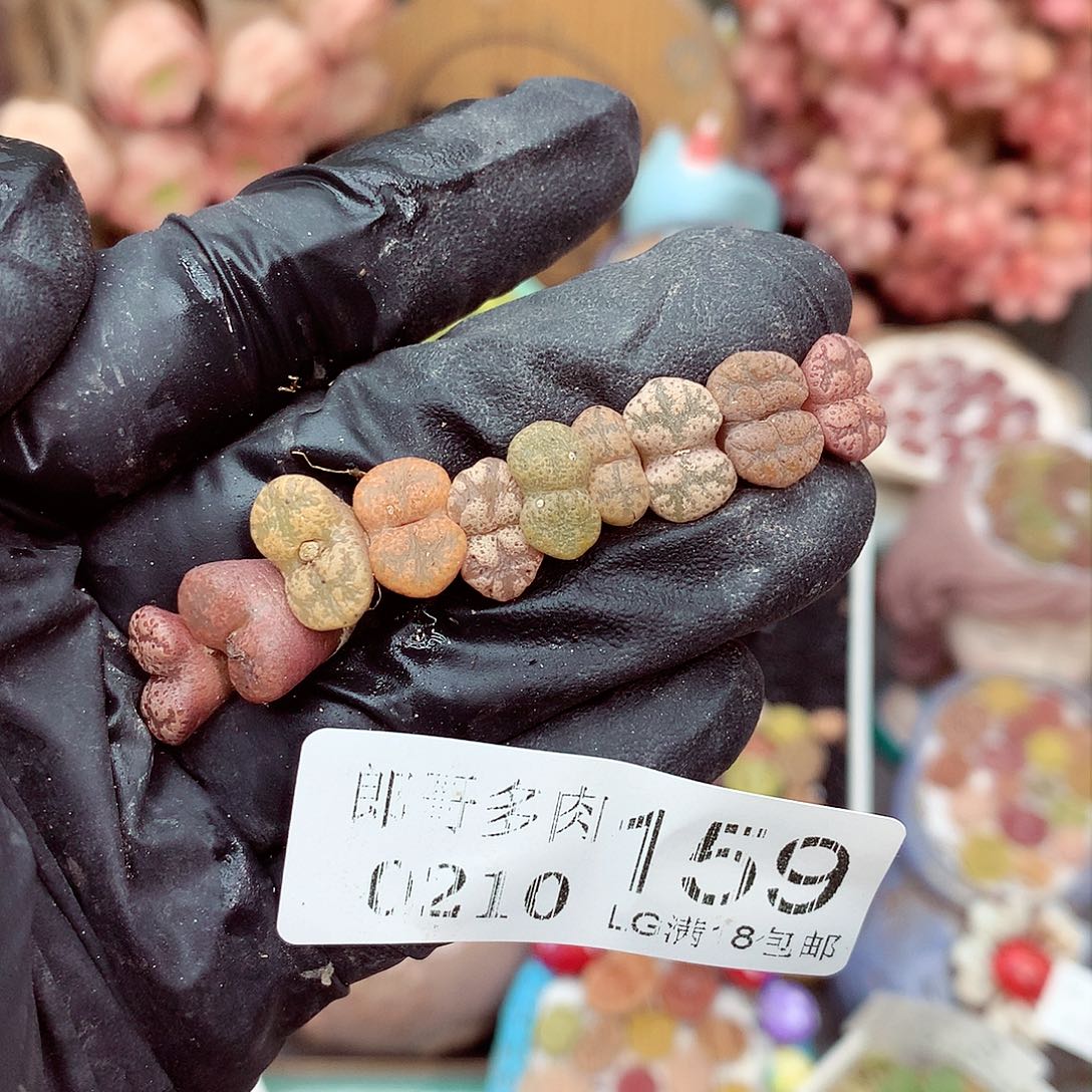 生石花满18包邮10-159