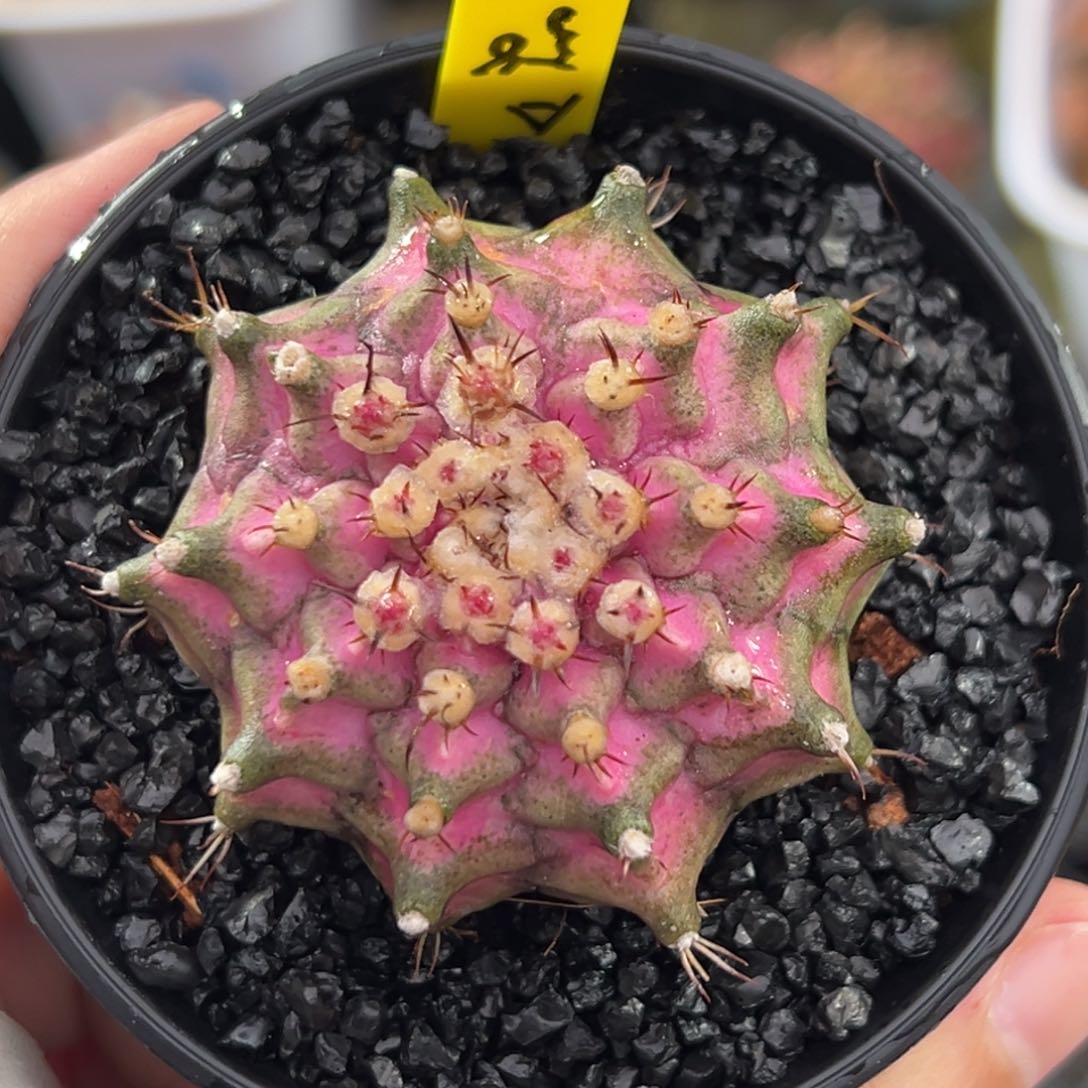 泰系实生海神A58