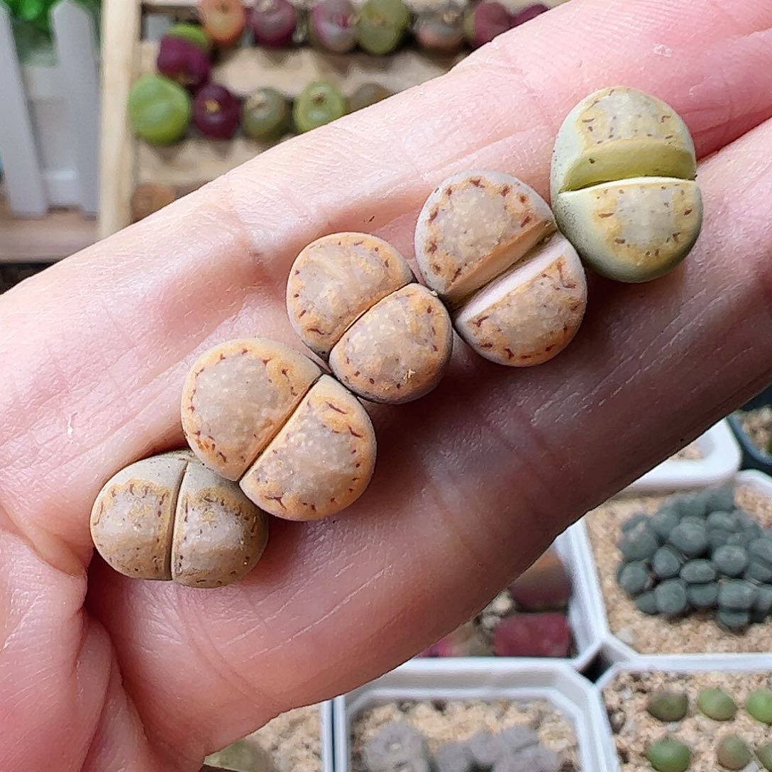 216一手包邮………………