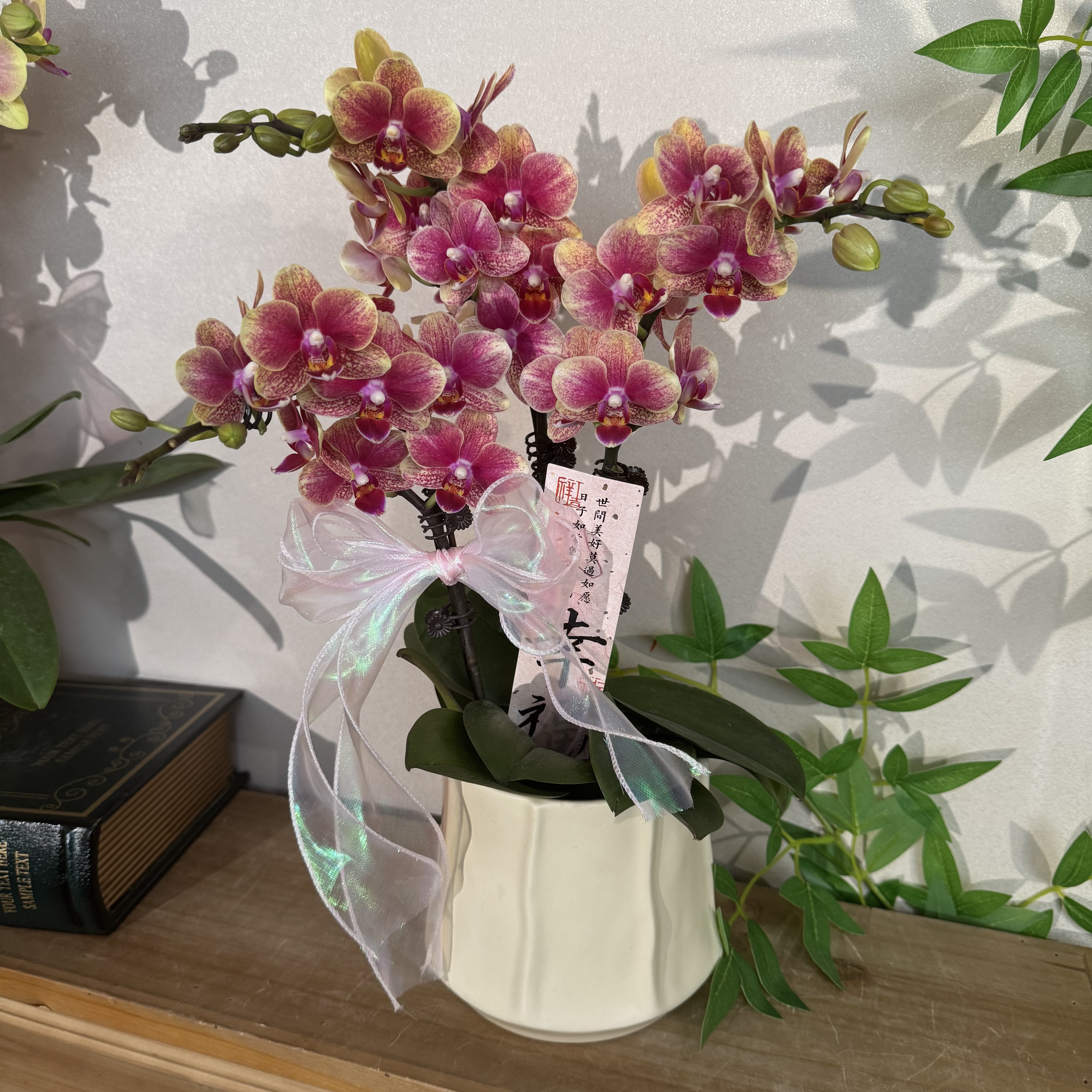 蝴蝶兰《金蝶》金红交织年高贵生财 苗情优质叶片碧绿 基地直发