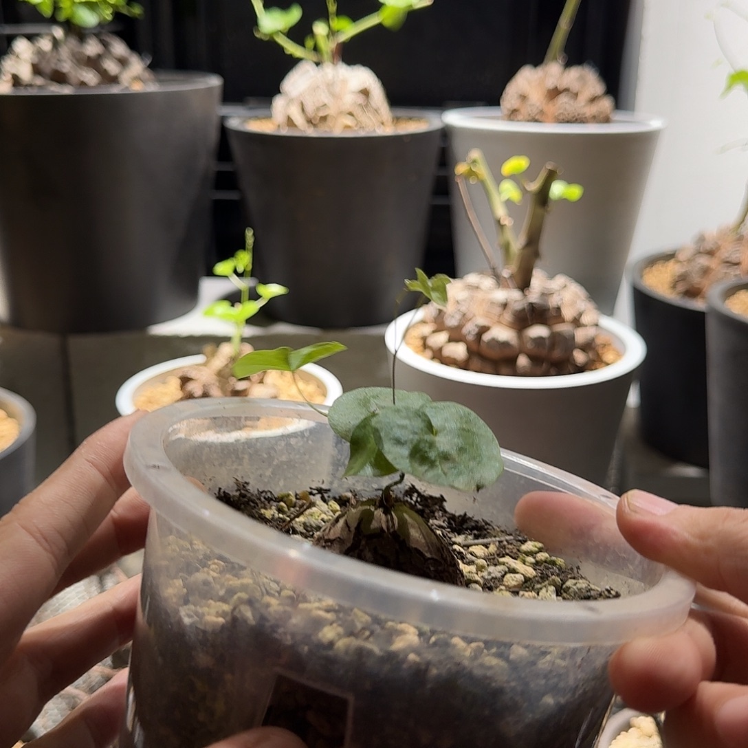 欧州种源南非龟甲龙一物一拍