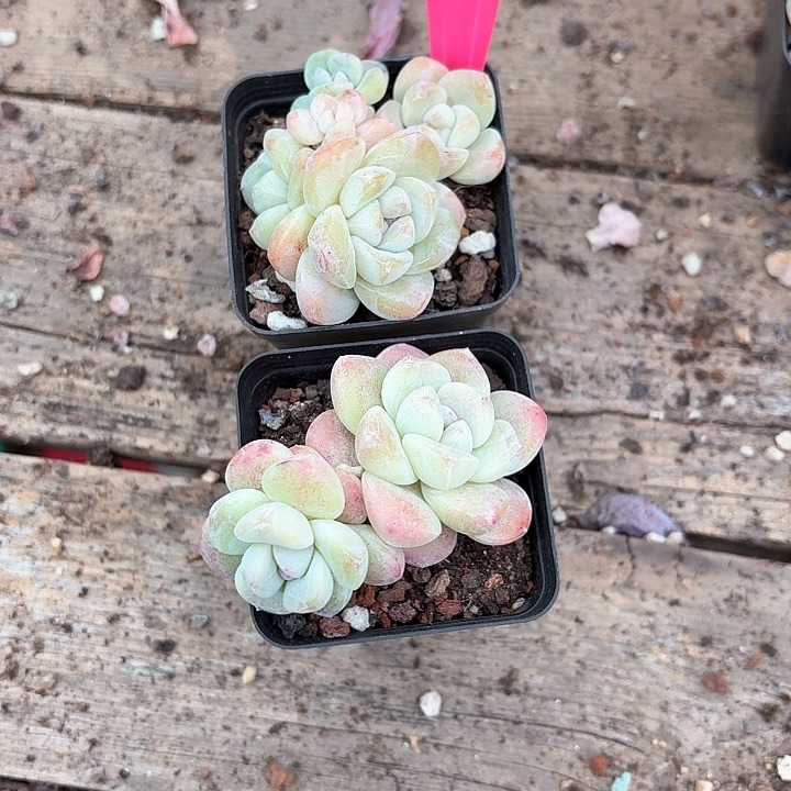 淡***笑c b z c b c z g j j 196