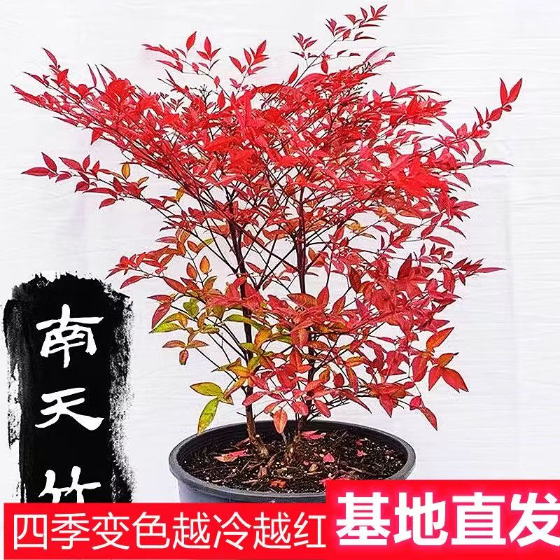 带老桩根南天竹水培盆栽绿植火焰红室内外耐寒花卉