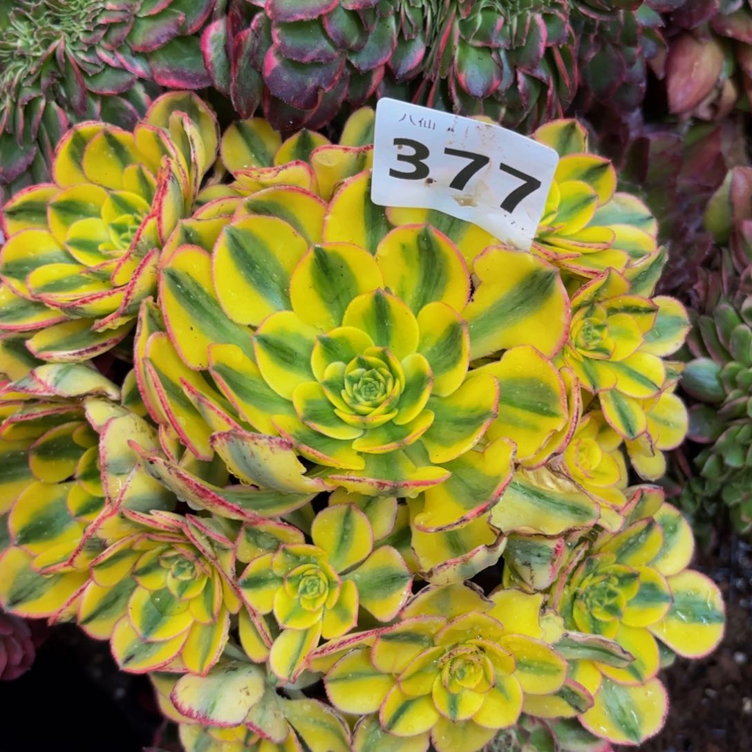 377多肉植物太阳神无根