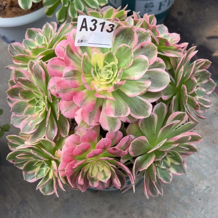 313海鲜22厘米左右