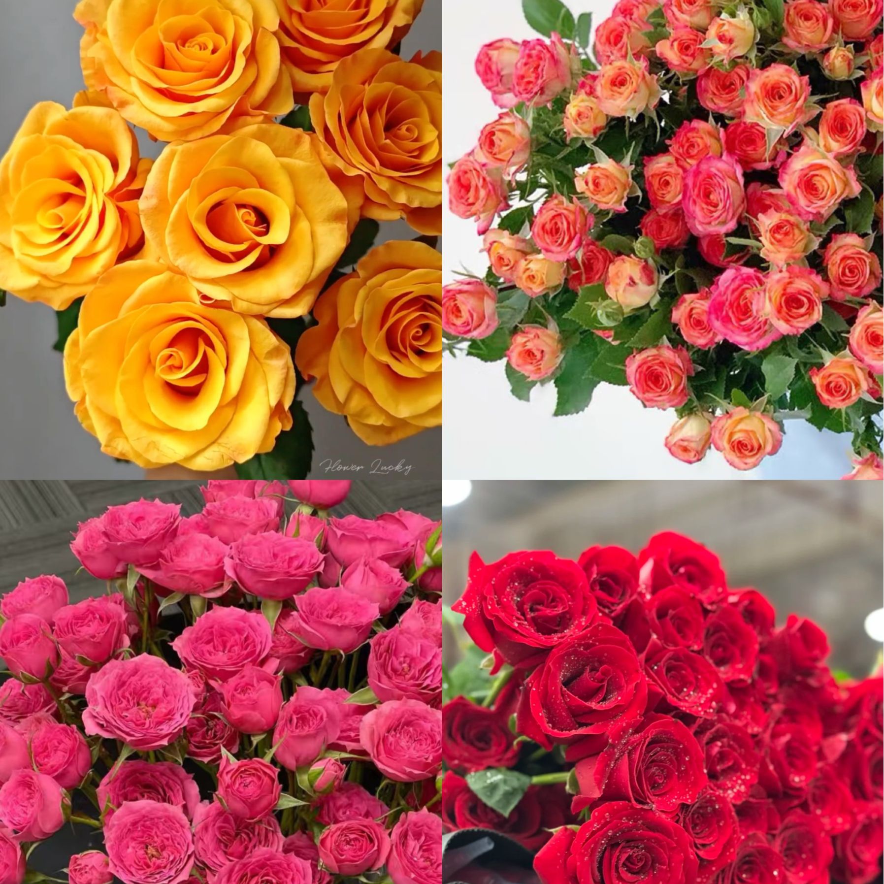 【拉新福利】40枝玫瑰 双向奔赴 好不好你试一试！