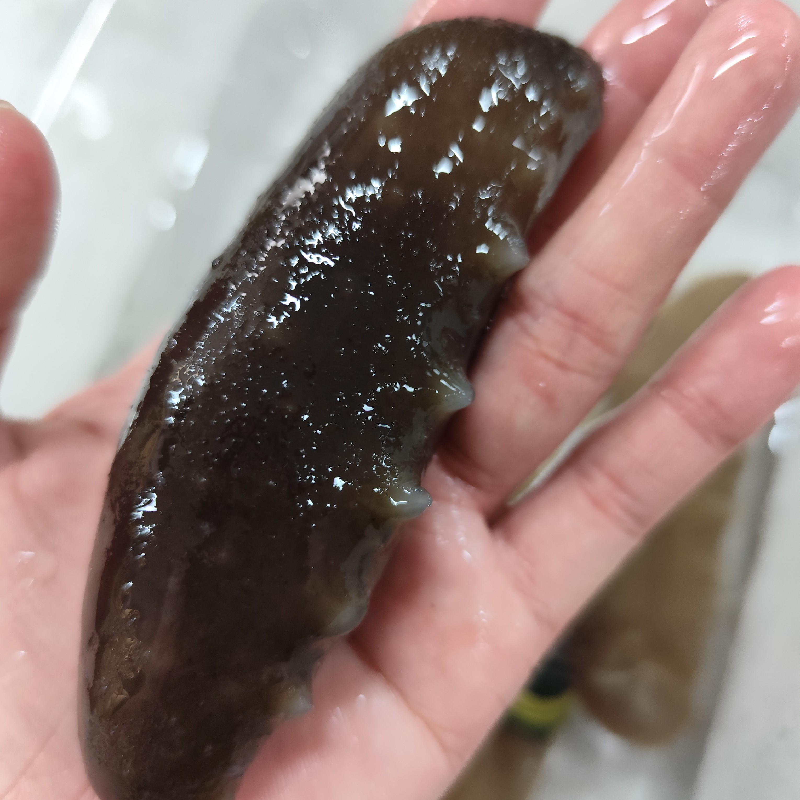 海参炖汤好吃煲汤