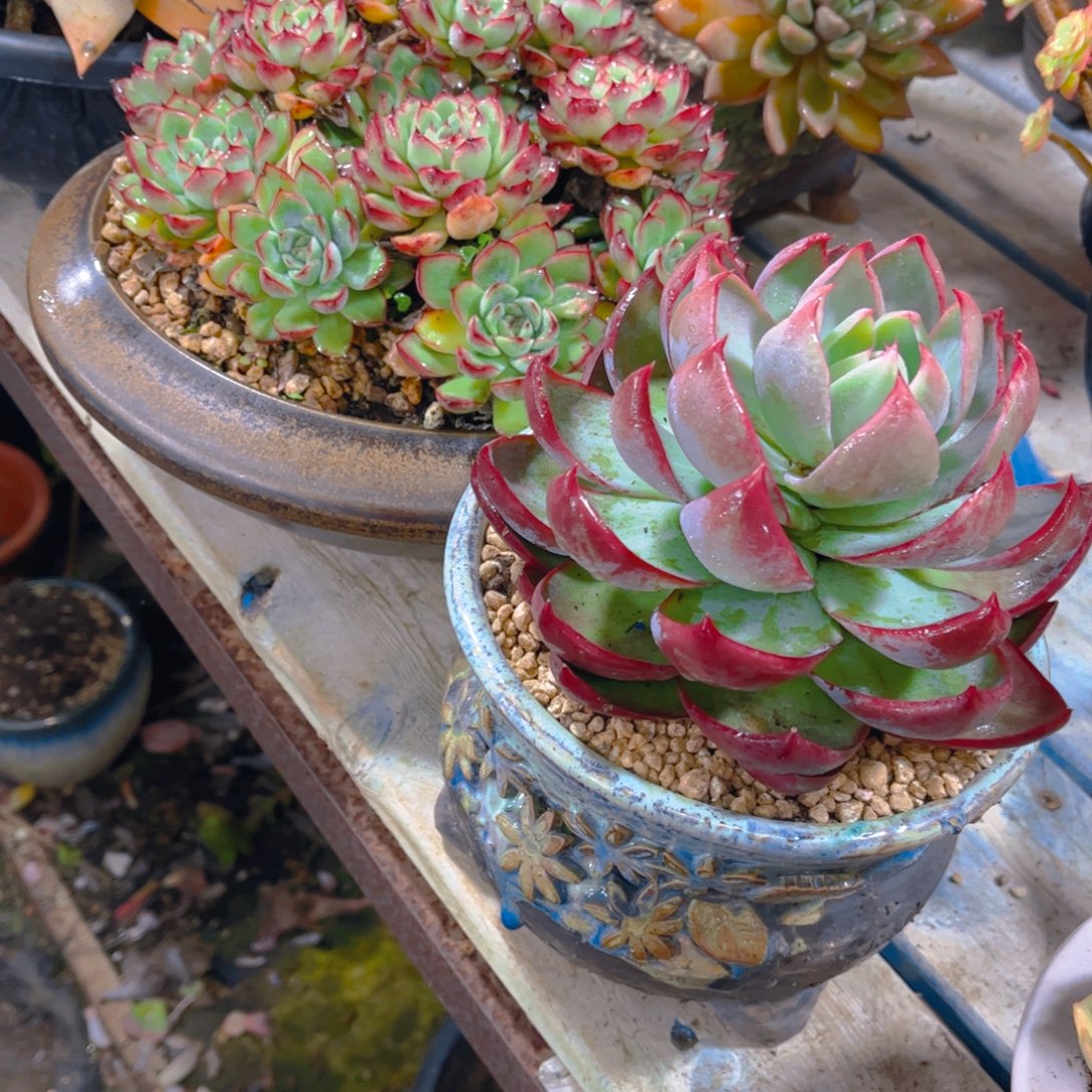 苗***二个一带盆多肉植物保护专业