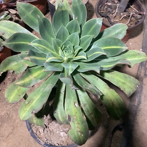 六***饰黄中班多肉植物法师39号