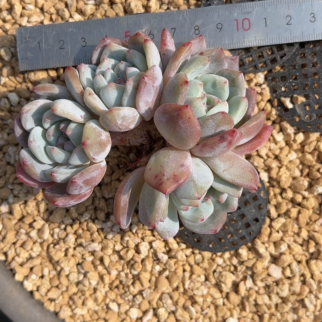 djfhfgcvvcvvvvhvhhghh