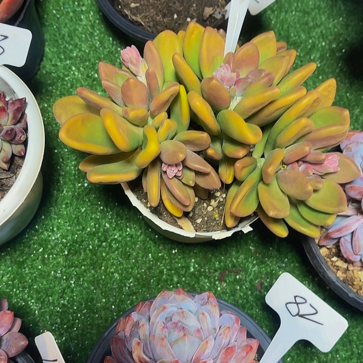 木***贝丽娟花卉kk奶多头