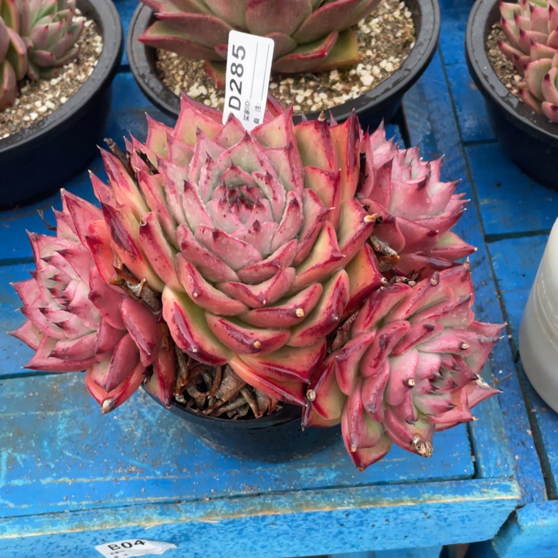 无花朵若如东云组拍D285