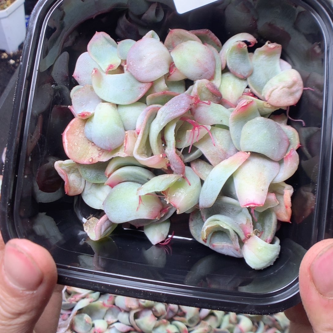 无花朵Q116 甜心yyyyyy