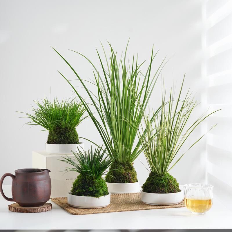 菖蒲清香文人草金钱黄金姬苔藓球菖蒲草迷你盆栽植物好养易活素雅