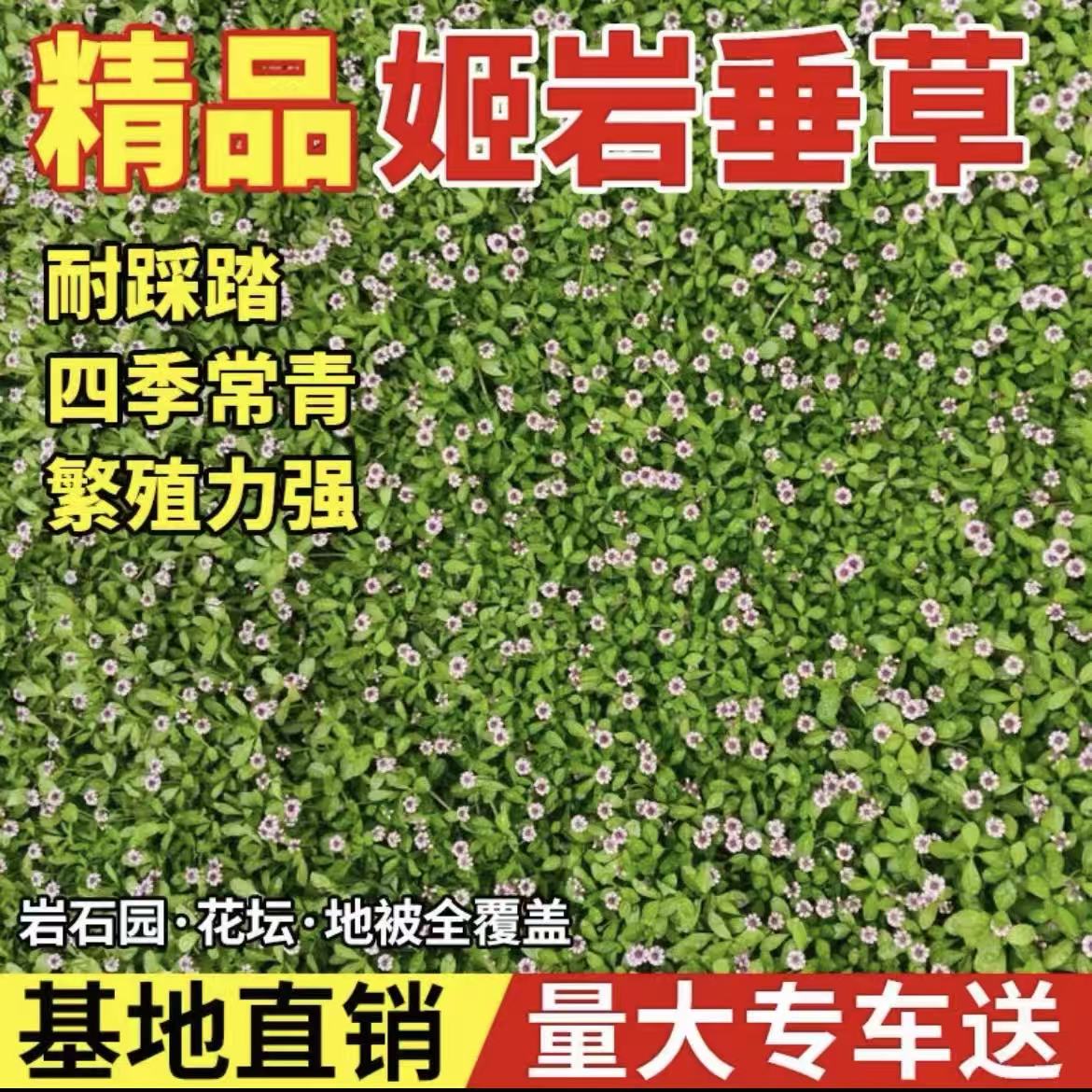 福袋姬岩垂草小盆120杯苗草地被花境植物草坪屋顶绿化专用草坪