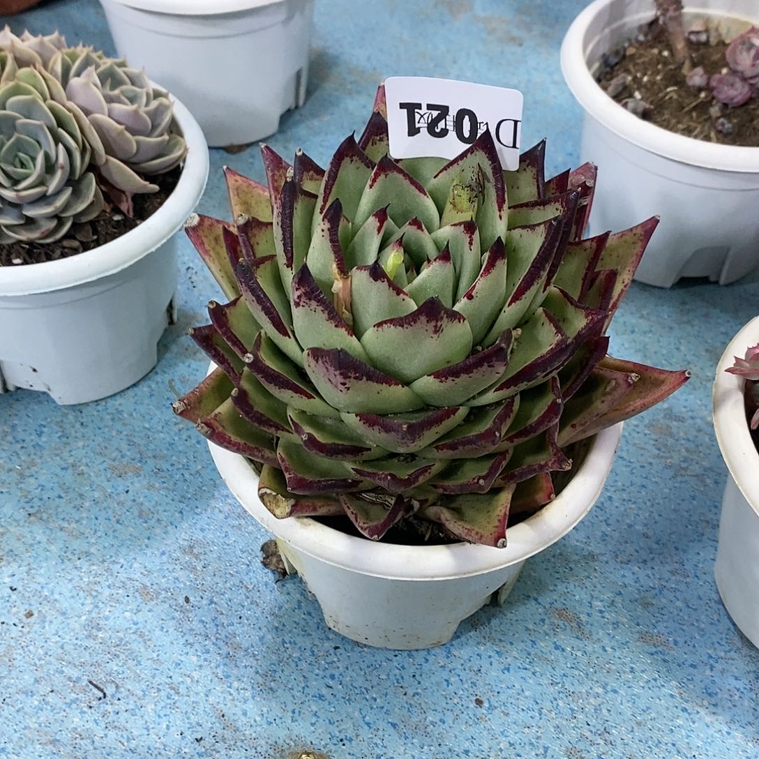 用****5021乌木多肉植物 