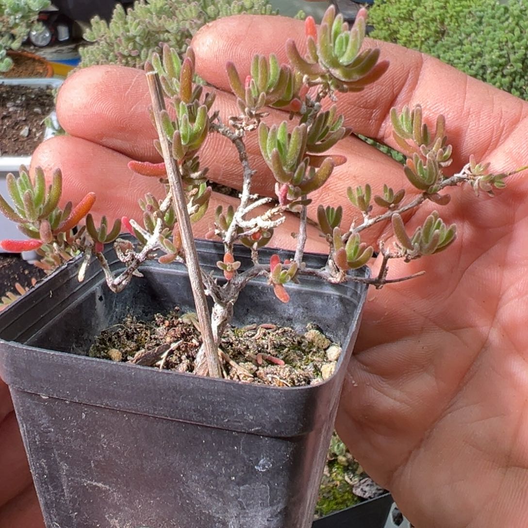 紫晶55杯老桩福利