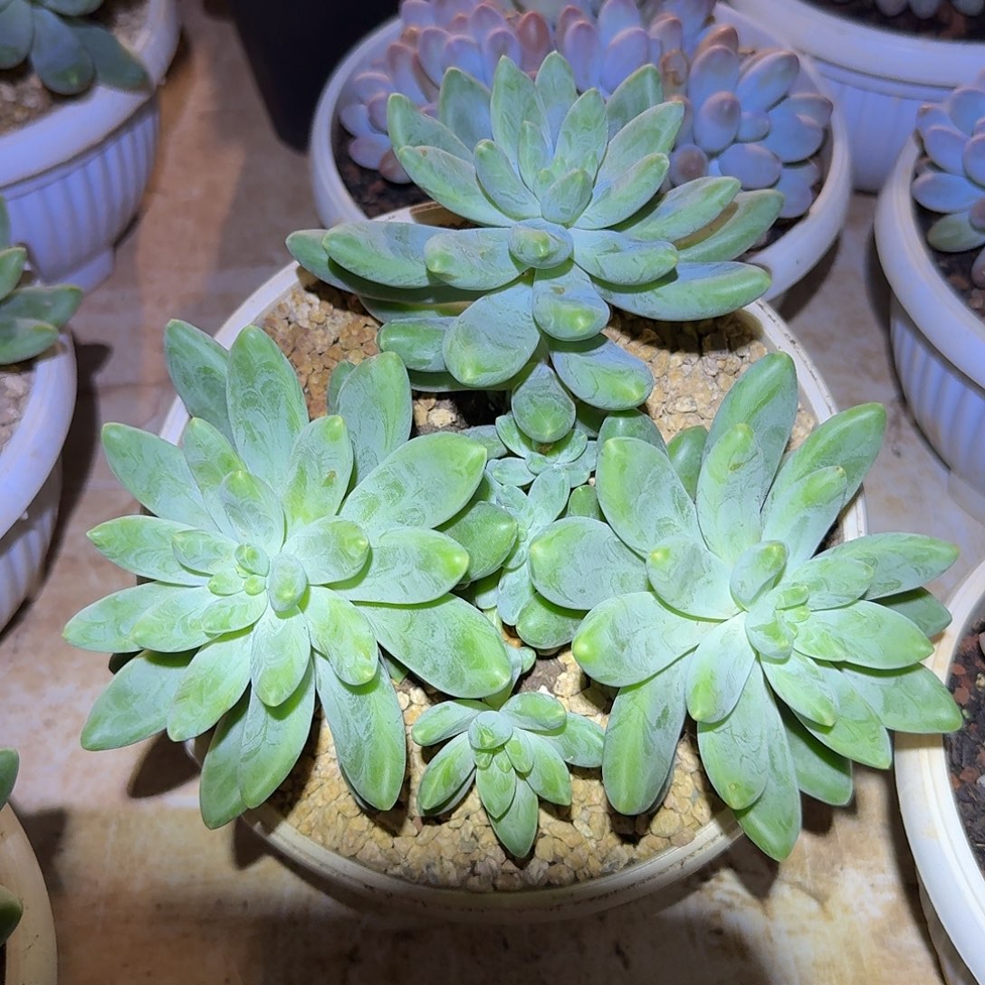 阿蒂斯托整无砍群生18公分