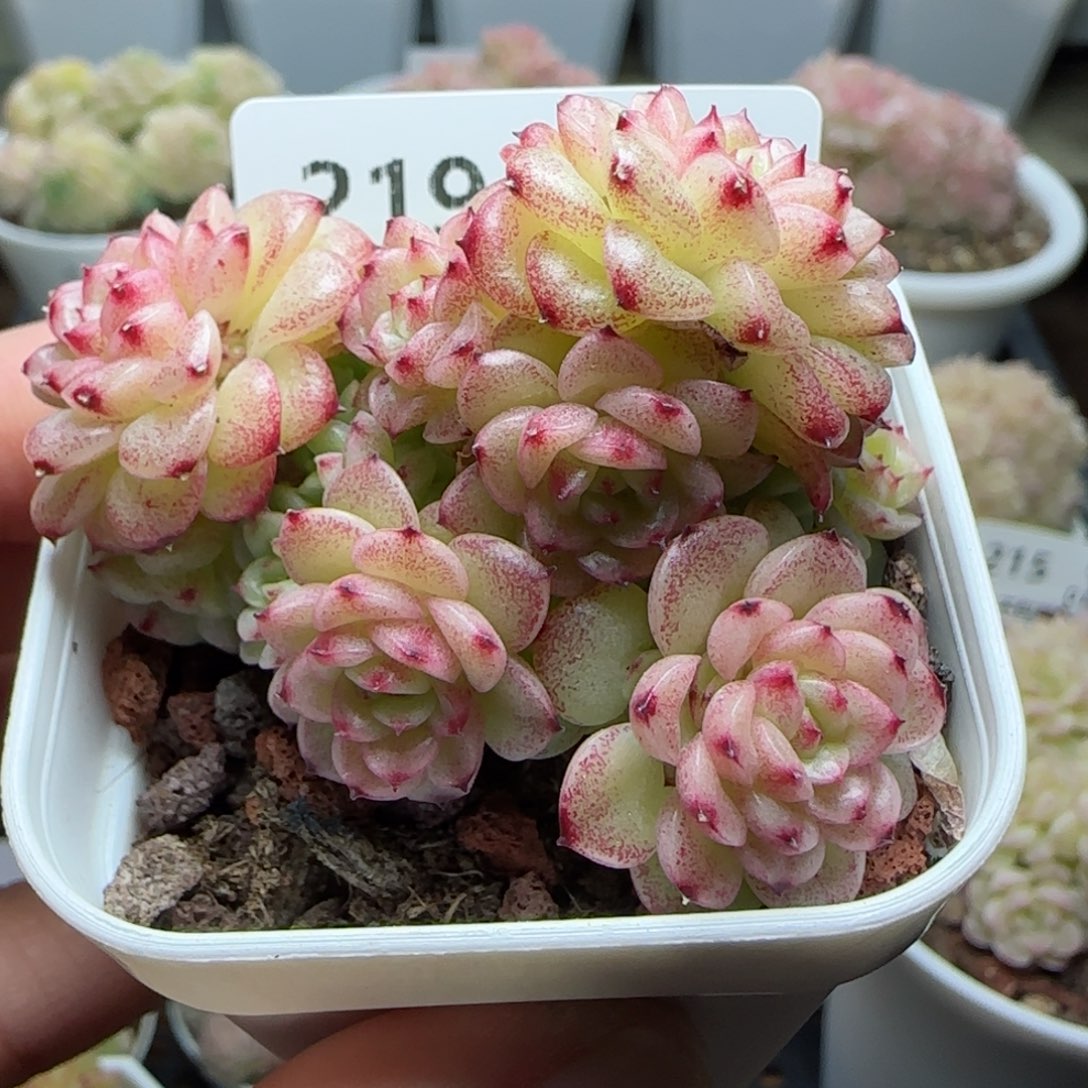 【闪购商品】0131-219（ht-132）