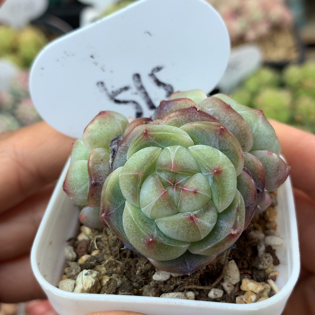 油透钻心珍妮群515