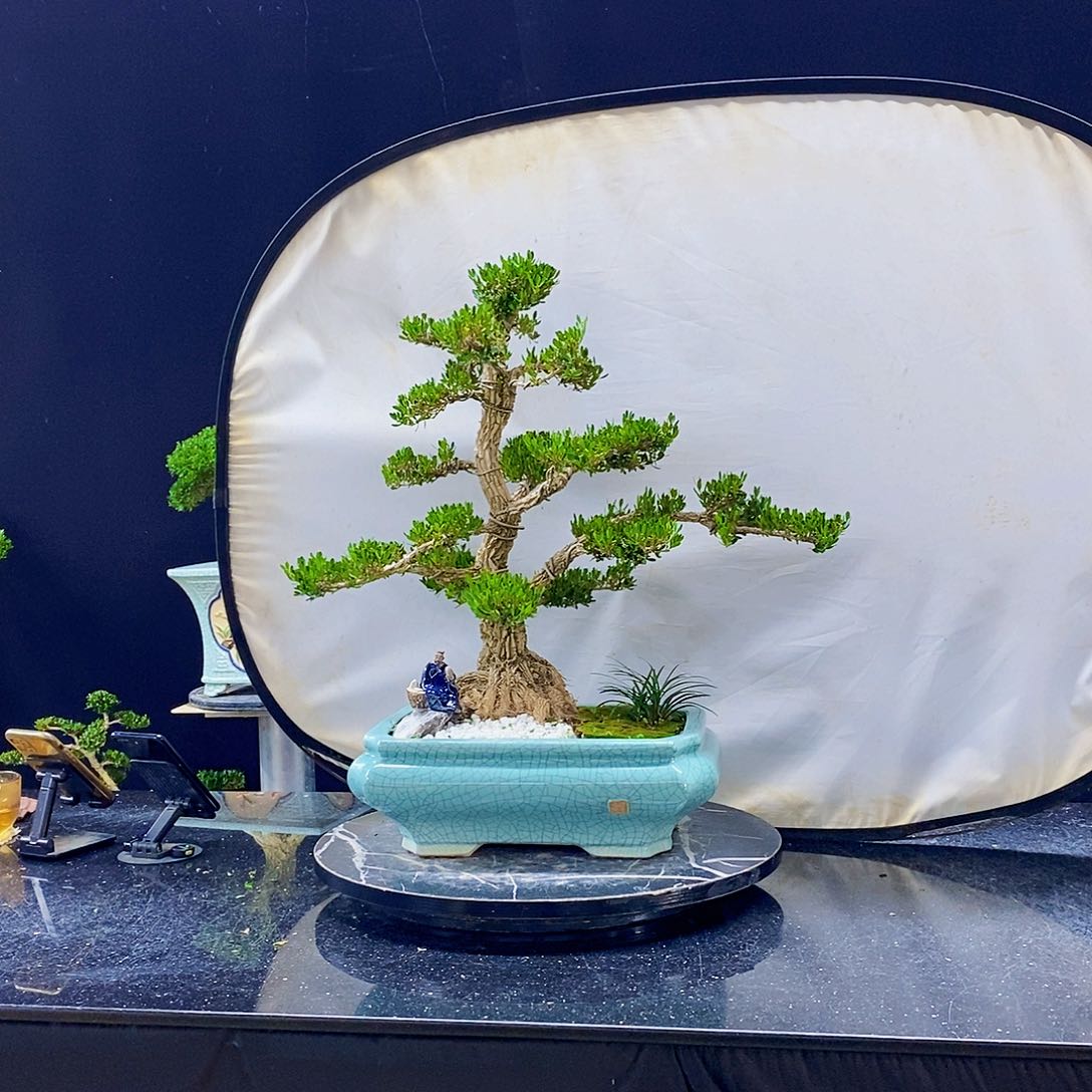 无花朵黄杨盆景造型