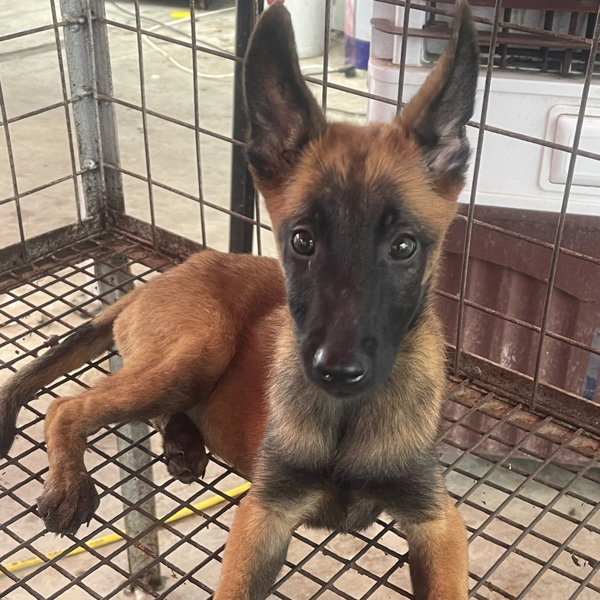 辉哥教你如何调马犬