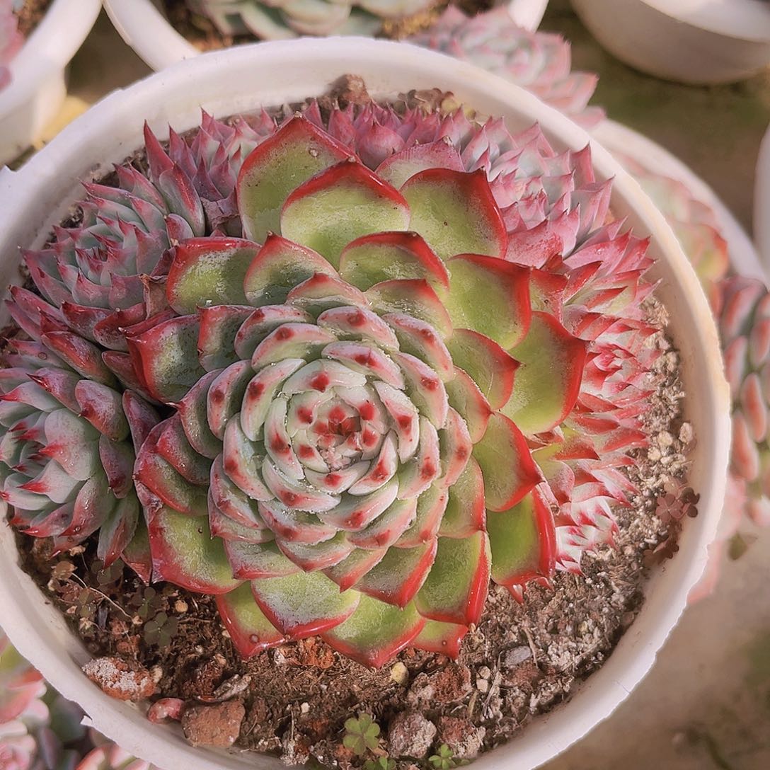 16公分惊鸿娃娃999999999