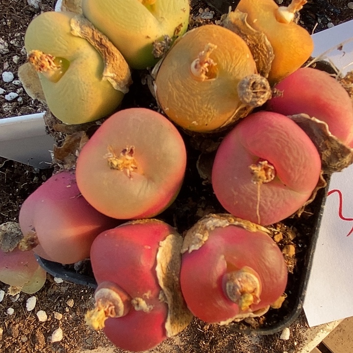 631双头彩蟠桃一组。 