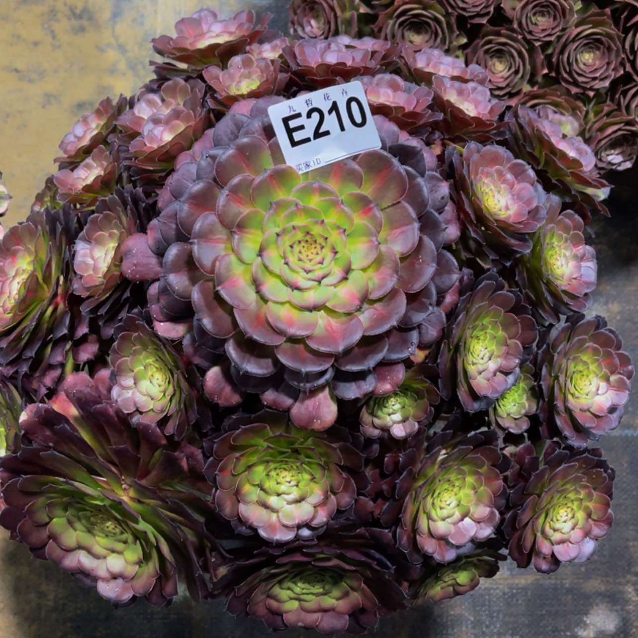 【闪购商品】21000