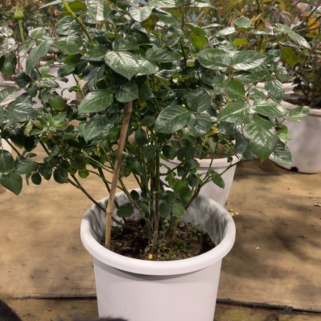 我***客完全开放精品月季花