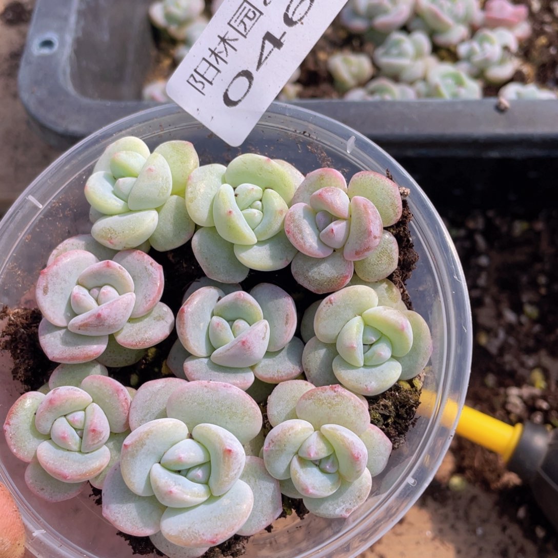 多肉植物多肉植物46