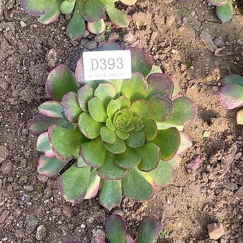 393雨荷多肉法师锦