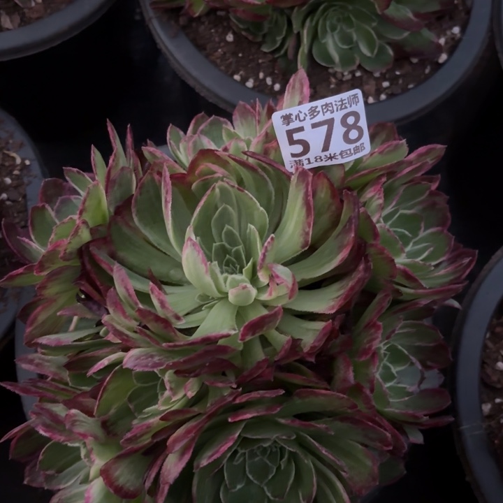 578万彩灯掌心多肉法师锦不包侧枝断枝