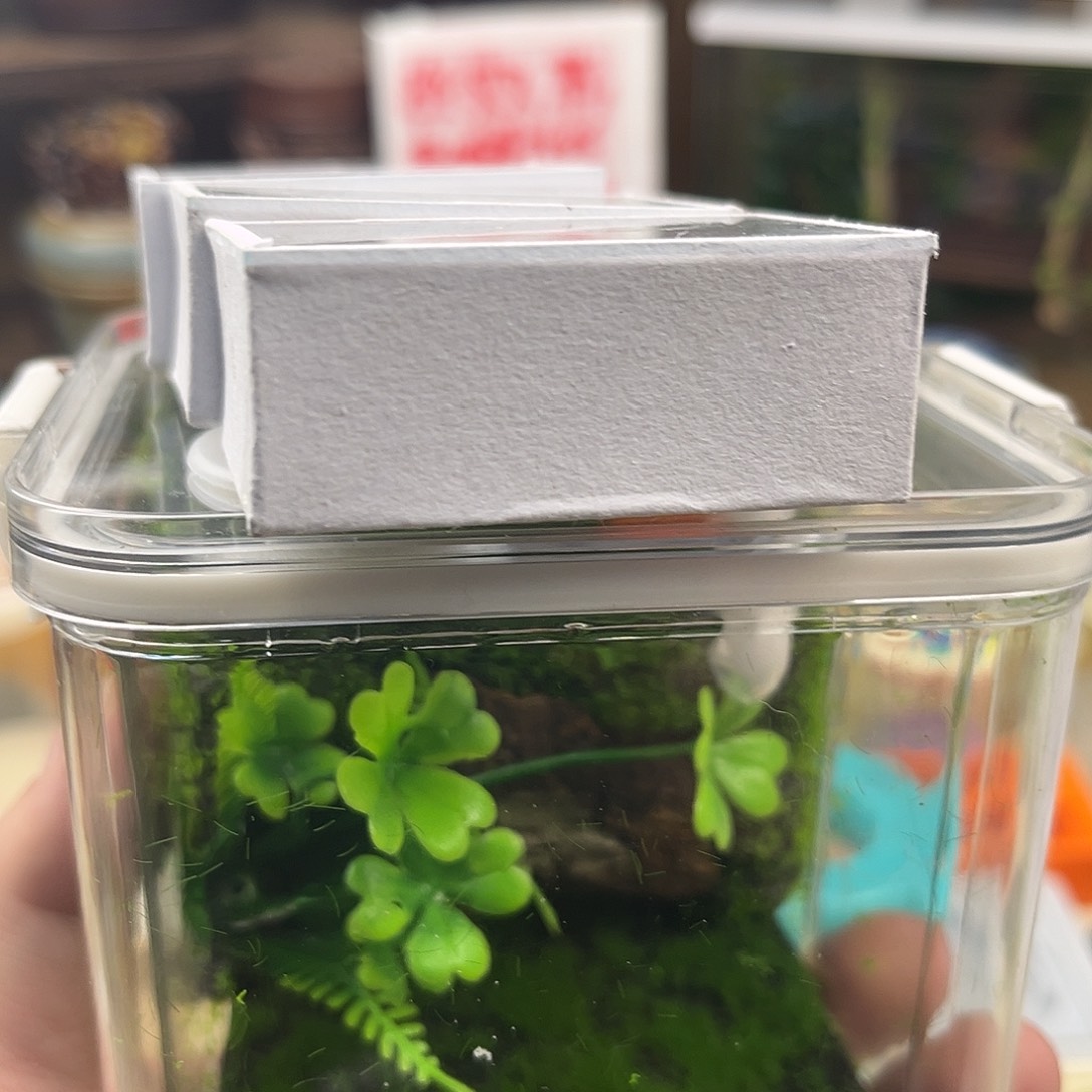 一个小生态箱➕三条断须柬竹