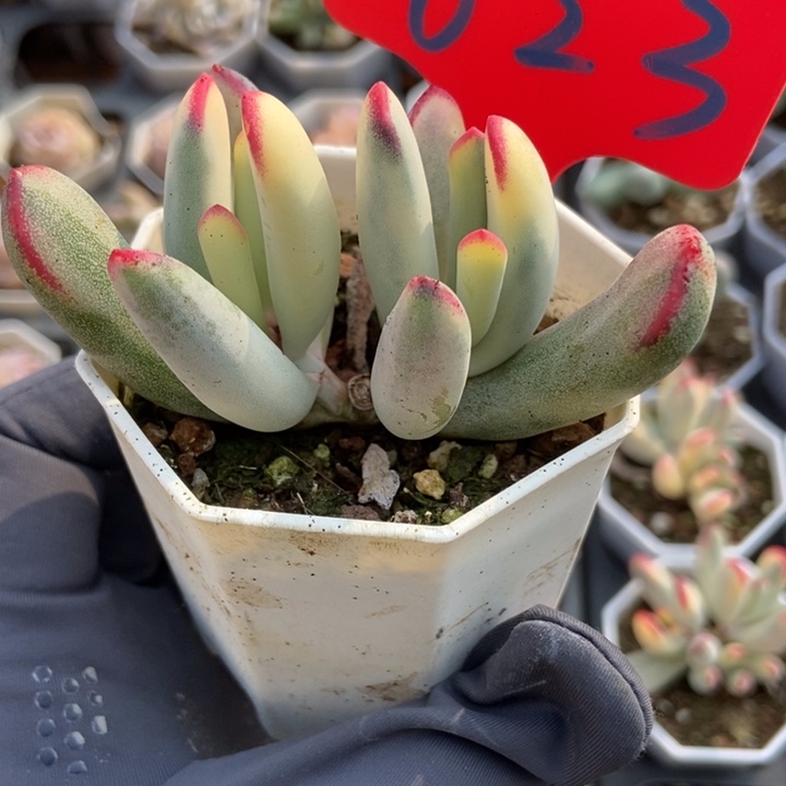 623棒叶福娘多肉植物