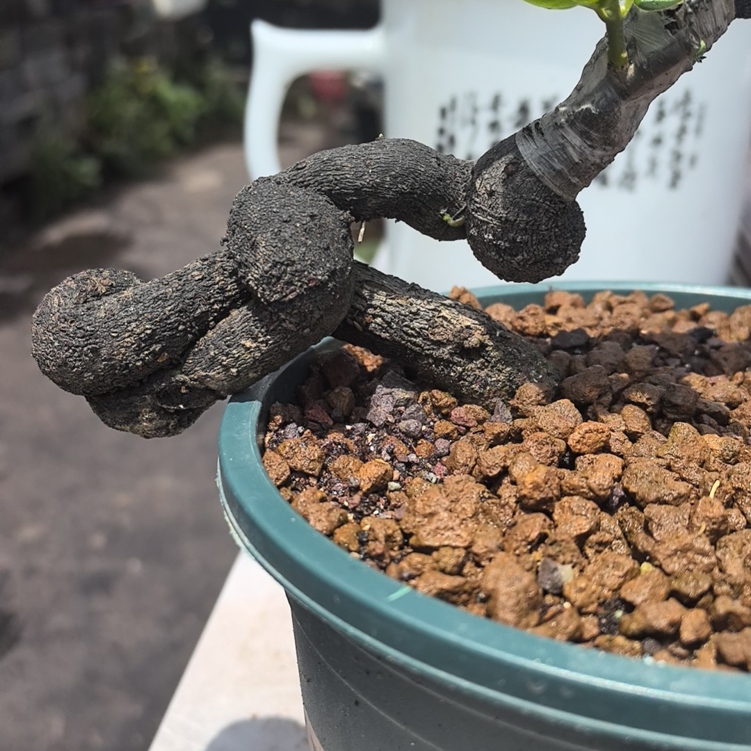 金弹子灌木盆景素材私拍不发货 一物一拍