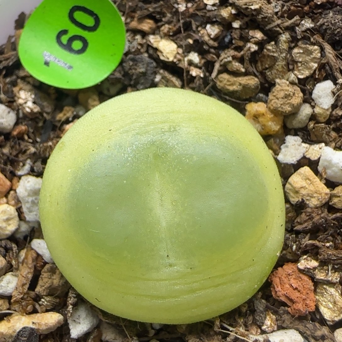 拉登2+多肉植物160