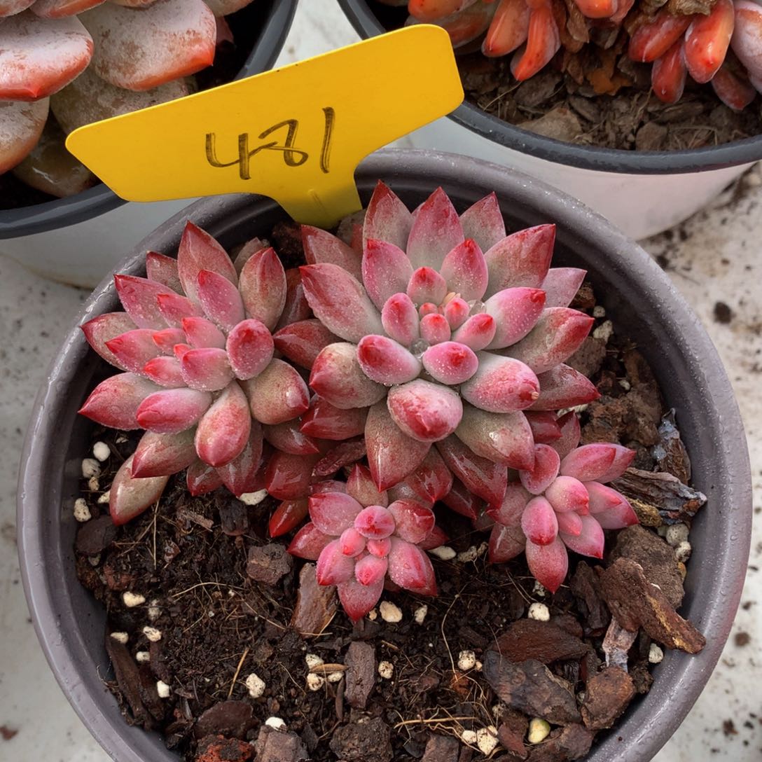 车厘子72727/72727272