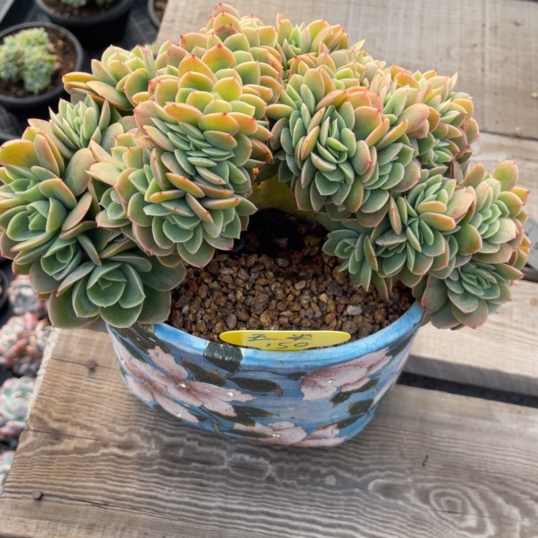 。****星纳塔缀化小树玉米