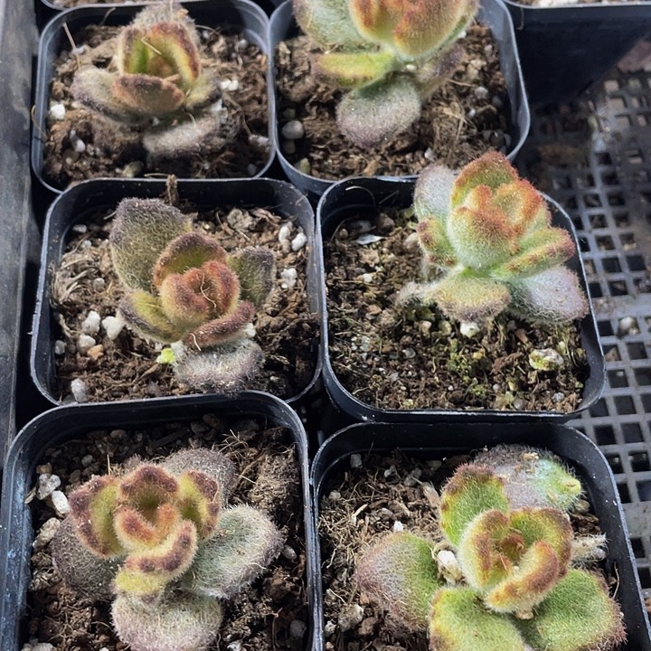 泰迪熊带盆土发货