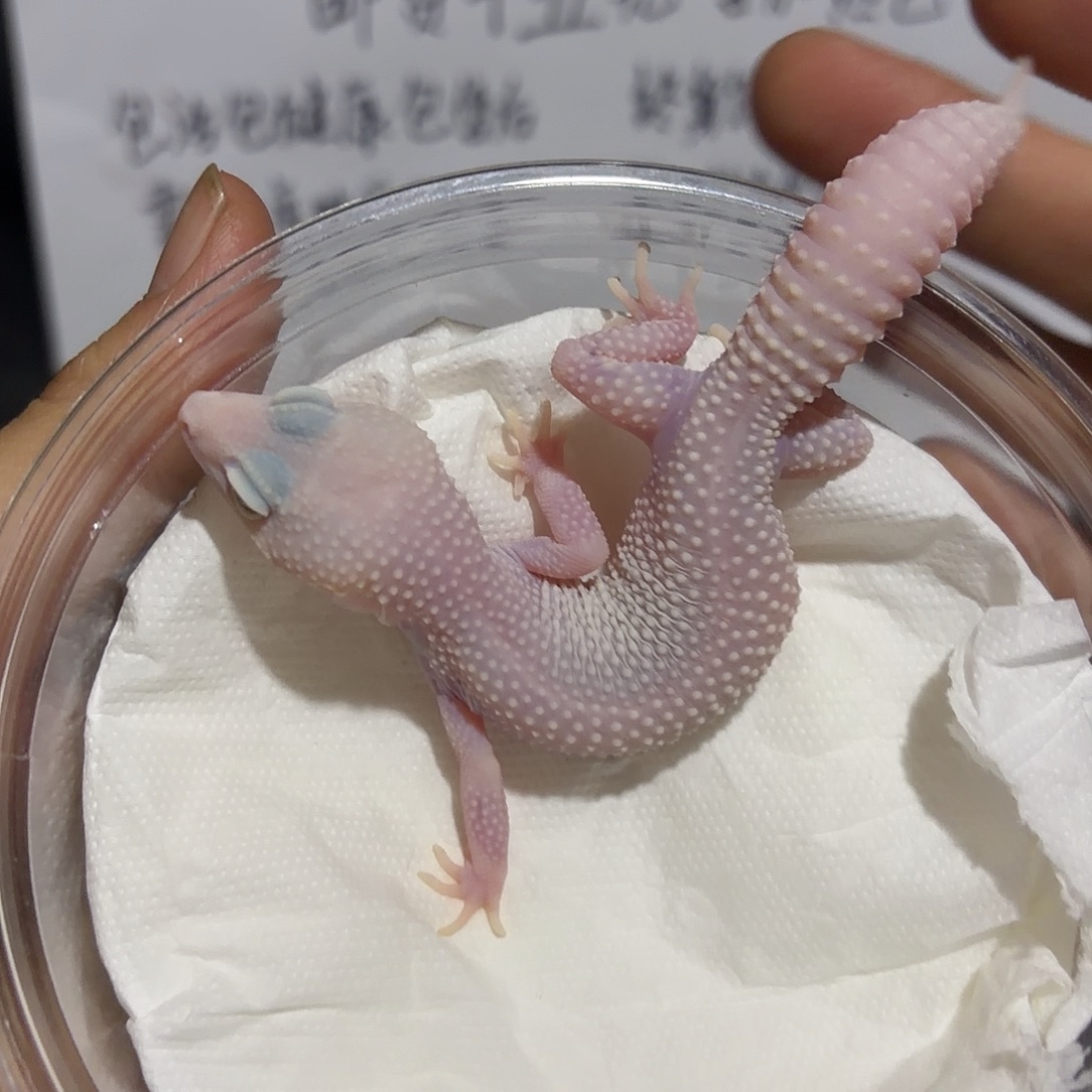 豹纹守宫雪花恶魔白酒母