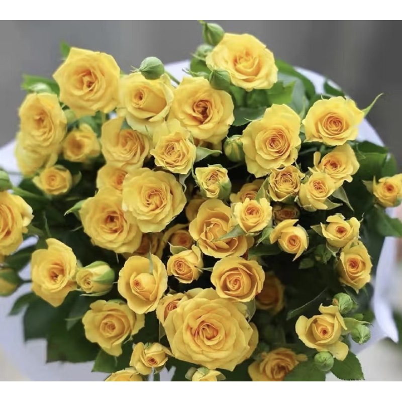 小朱【梦幻芭比】 多头玫瑰   真花 鲜切花  一单中通，两单顺丰