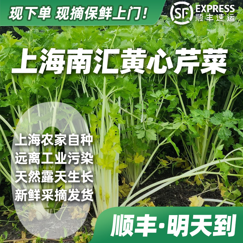 【顺丰·明天到】上海南汇黄心芹菜2斤装芹菜
