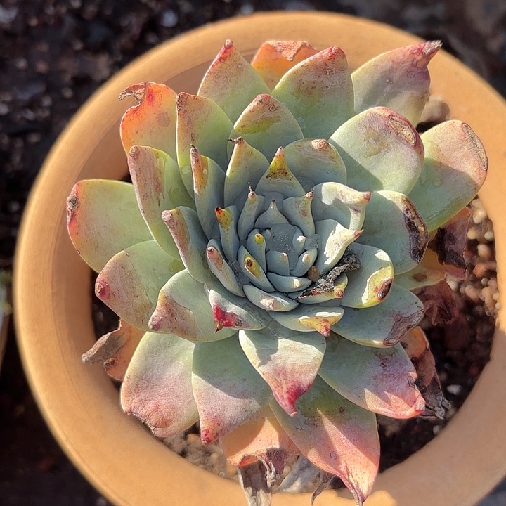 仙女杯多肉植物提取