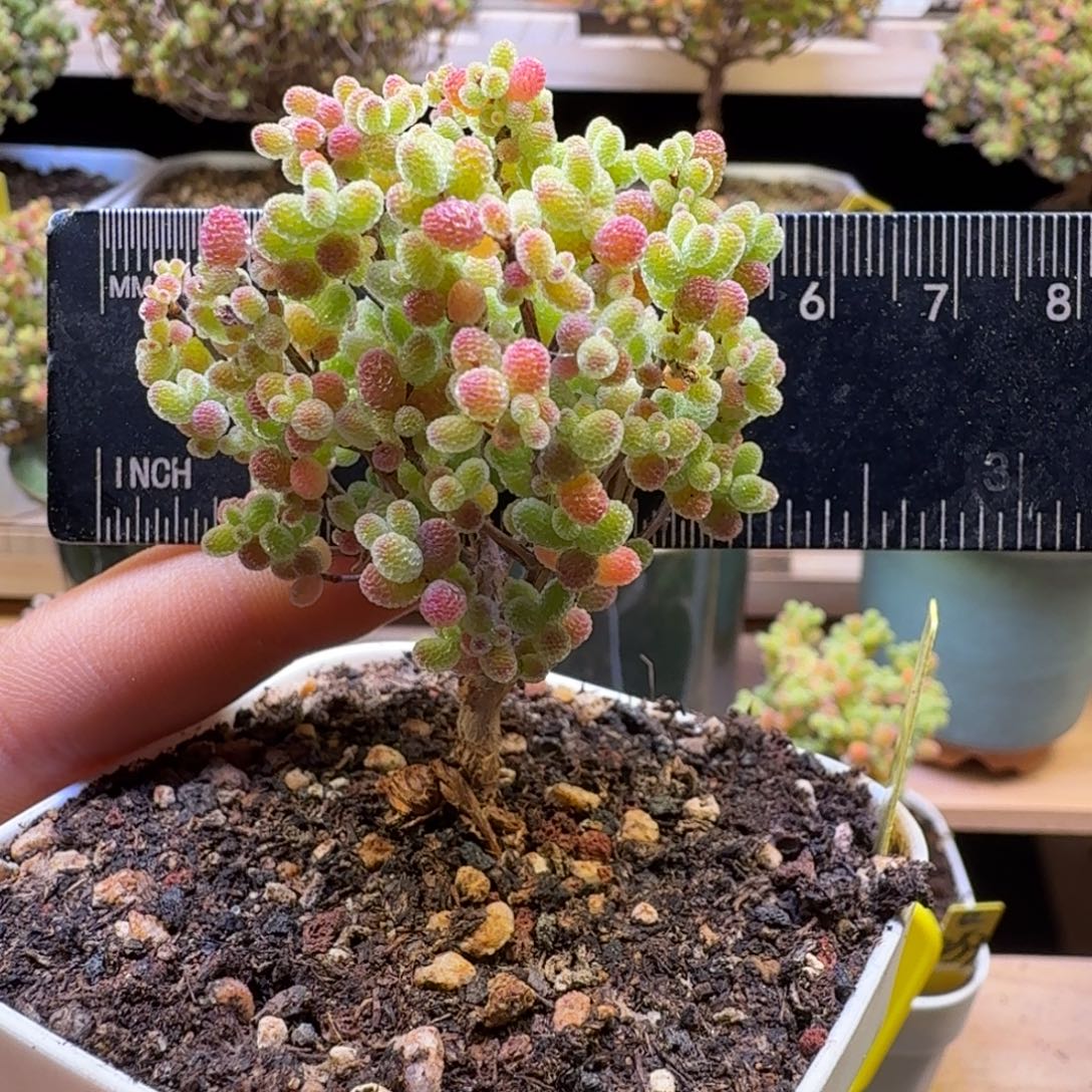 a11号橘子糖冠服5厘米左右