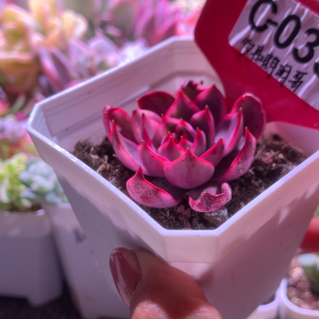 多弗朗明哥覆轮锦有根