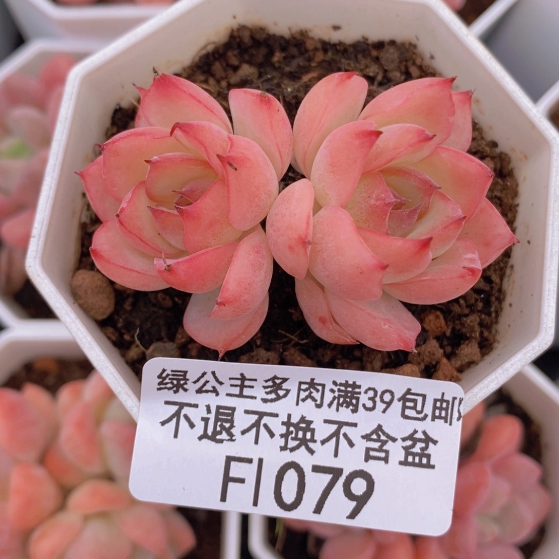 法兰西玫瑰5cm1079多肉植物