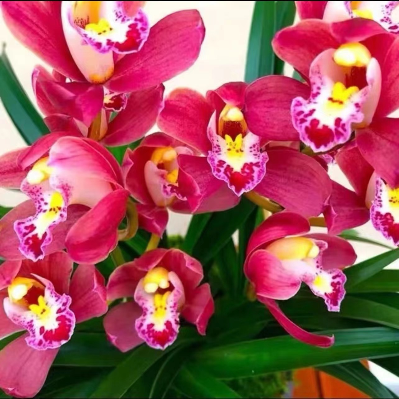 【双A级带花苞红宝石】浓香大花惠兰年宵花好养多花精品兰花非云南